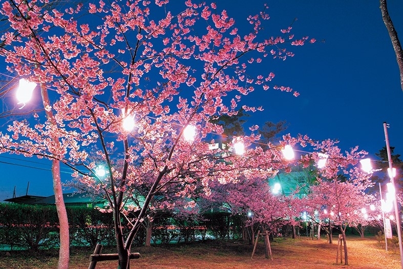 桜と温泉に魅せられて 茂原市 長生郡 おでかけ観光情報 まいぷれ 茂原市 長生郡 桜と温泉に魅せられて 茂原市 長生郡 おでかけ観光情報 まいぷれ 茂原市 長生郡