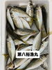 鯵「本日岩牡蠣入荷致しました」