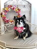 あずきちゃん「わんこと秋桜🐶」