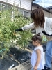 「八女市で保育園をお探しの保護者様へ　つぼみクラブ🌸ピザ作り🍕」