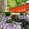 定番の鳥居とのショット「第五回花手水がはじまりました。」