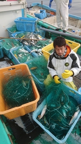 「船上、活〆鰊の切り込み！」