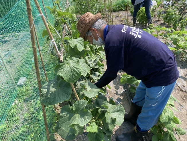 「だけボラ農園（北光）先週の様子です！！」