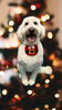 「Dog salon mofu mofu　余市町」