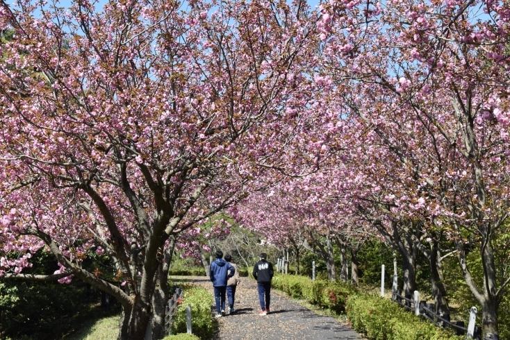 八重桜「八重桜が見ごろです・新収蔵品展　の開催は今日まで！」