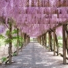 【第27回藤まつり】大三島藤公園で心癒される花の絶景とふれあい体感（愛媛/今治市）