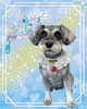 「Dog salon mofu mofu　余市町」