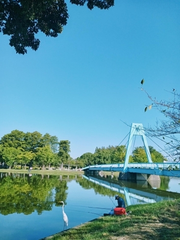 「《水元公園の彼岸花を見に行ってきました》」