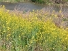 編集部ニュース 菜の花が満開です 高瀬川 まいぷれ京都市伏見区編集部のニュース まいぷれ 京都市伏見区 編集部ニュース 菜の花が満開です 高瀬川 まいぷれ京都市伏見区編集部のニュース まいぷれ 京都市伏見区