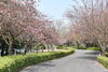 ヤエザクラ「舞鶴引揚記念館のヤエザクラの開花状況」