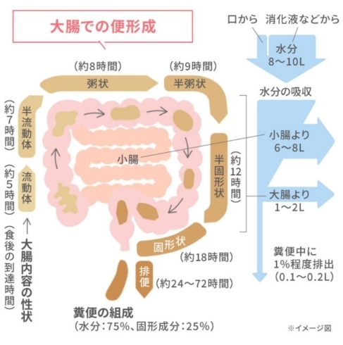 長ぁ~い時間をかけて消化・吸収され排便されます。「ダイエットの為にも… 体重増加の為にも必要なこと… それは「腸内環境を整える事!」です。」