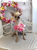 シンバくん「わんこと秋桜　🐾」