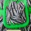 「魚魚市場鮮魚コーナーおすすめは「あじ・サバ」です♪」