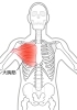 大胸筋「肩こり首こりの解消法〜その2〜【腰痛・坐骨神経痛・整体・那須塩原・大田原】」
