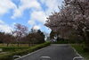 「サクラ開花情報」