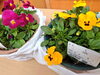 「春のお花新入荷！パンジー🌼」