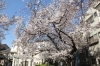 桜満開 桜開花・満開 名所の天気情報 2025 - 日本気象協会 tenki.jp
