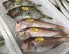 「魚魚市場鮮魚コーナーおすすめは「ミノカサゴ」です♪」