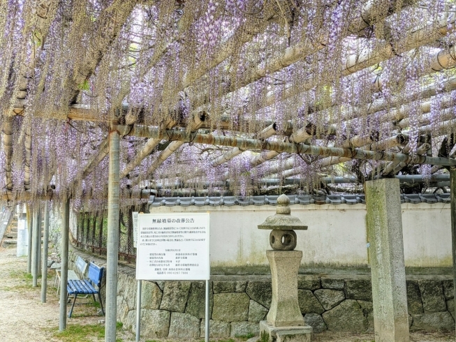 「【西条市喜多川】禎祥寺（観音堂）の藤が咲きはじめています♪」