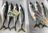 「魚魚市場鮮魚コーナーおすすめは「シビマグロ」です♪」