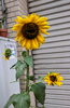 1つの茎から花が３輪 まだあと２つ蕾があります「明石で仕事探し【テスコム明石求人センター】明石市大明石町」