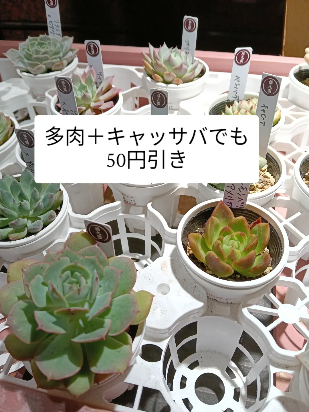 この多肉もキャッサバを生産している福丸園さんの多肉、八王子産。「明日、10/29木曜日は八王子産キャッサバの販売会です。初めて食べた方が美味しかったとリピートしてくれるキャッサバ（盛ってないです）そして、明日も野菜、花苗、多肉　組み合わせ自由で2点購入50円引き開催中！」