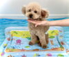 シュンくん「波とわんこ🌊」