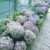 淡ーーいスモーキーからーの紫陽花「紫陽花に会いたーい……母の日に」
