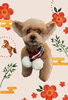 「Dog salon mofu mofu　余市町」