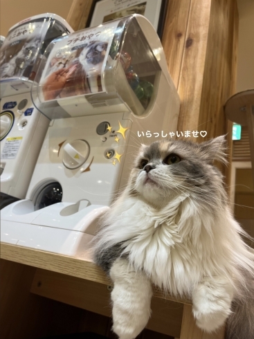 看板娘 こまっちゃん【宮崎ナナイロ(メガドンキ)にある猫カフェ・漫画・ドリンクバー・ワークプレイス】