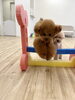 くまくんジャンプ💨「ましゅまろ幼稚園🐾パート1」