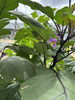 緑豊かな自然の中で育つ 旬の採れたて野菜「施設前「ふれあい菜園」で夏野菜が元気に育っています」
