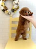 「お迎え🐶」