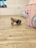 ボール遊び♡「ましゅまろ幼稚園　(^.^)」