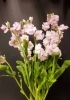 スプレーストック「少し早い春のお花✩。✧*。」