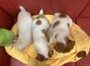「ジャックラッセルテリア 続々登場！🐶」