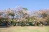芝生広場周辺の桜