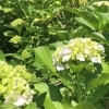 6月2日（金）あじさい便り　花菖蒲の独り舞台