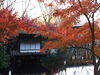 和歌山城のモミジ「和歌山紅葉スポット『紅葉渓庭園』」