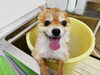 お風呂　love「☆お尻から失礼しまーす☆【南区上鳥羽　吉祥院　トリミング　ペットサロン　どっぐさろんあきゅ】」