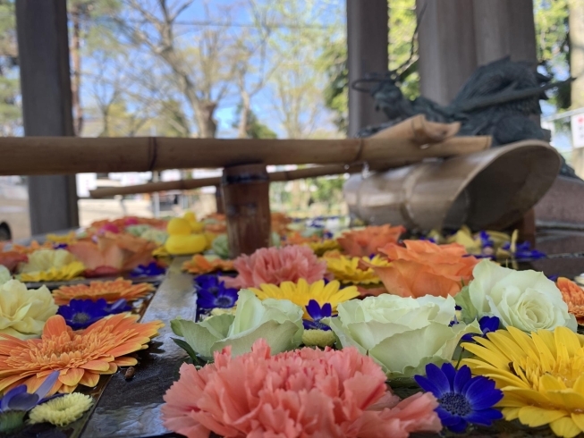 「今しか見れない！金峯神社の「花手水（はなちょうず）」はこちら！！」