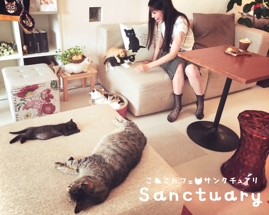 岐阜市とその近郊にある 猫カフェ 4選 岐阜市とその近郊にある 猫カフェ 4選 まいぷれ 岐阜