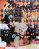 「ハロウィンのフォトブースをご用意しています🎃📷」