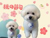 「Dog salon mofu mofu　余市町」