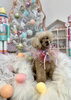 アンちゃん「MerryXmas🎄」
