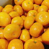「今年も「寿太郎みかん」が入荷していますよ～。 静岡県産　西浦みかん「寿太郎」」