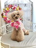 ララちゃん「わんこと秋桜&サロンから予約状況です」