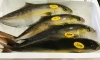 「魚魚市場鮮魚コーナーおすすめは「金目鯛・カンパチ」です♪」