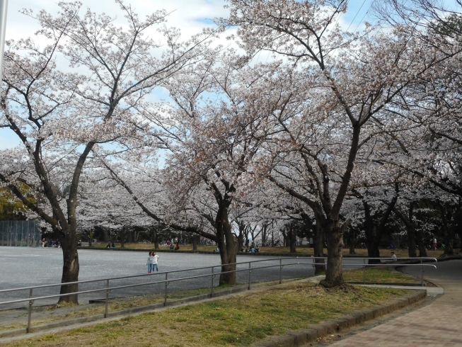 東方公園。満開に近づいています。「都筑区内ソメイヨシノ（桜）の開花状況（３月２７日現在）」