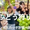 【柏原市・ぶどう狩り】数組限定！幻のシャインマスカット“食べ放題”！？体験レポ♪